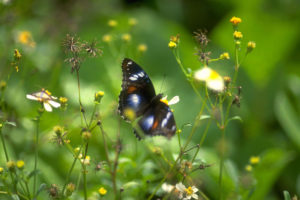 Go on a butterfly expedition. Watch these beautiful butterflies and maybe even raise some butterflies of your own.