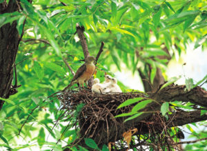 Go bird watching and spot the baby birds. Maybe you'll even find a nest in your own backyard.