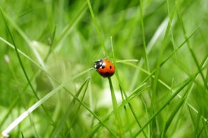 Hunt for ladybugs as you spend time outside. Learn all about ladybugs and maybe even raise some yourself.