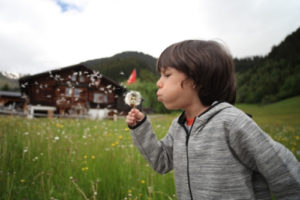 Make a wish on dandelion puff!